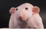 Furless Rat Cult