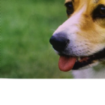 CORGI :D