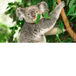 The Cool Koalas!'s Place Number: 9