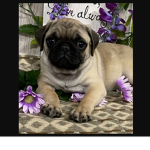 Krew fan group/pugs