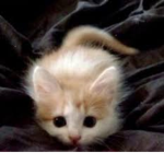 Cute Fluffy Animals