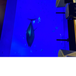 SHARKFUNNDY STUDIOS