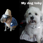 Luv capybaras and dogs