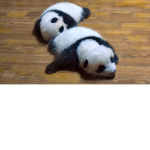 Panda Madness!