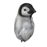 Baby Penguin On Head