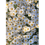 The Daisy Chain!