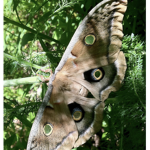 The moths village