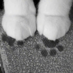 bleedingpaws