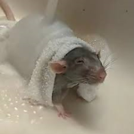 My Ratzz