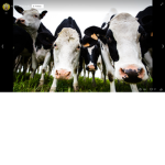Cows United Kingdom