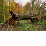 Under A Fallen Tree... (Mouse RP)