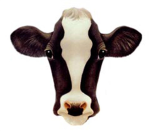 Cows