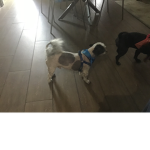 The dog fan place