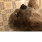 Sidnee likes poop
