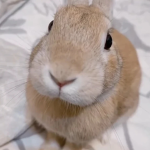 whos gus