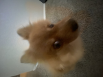 Bingchingto