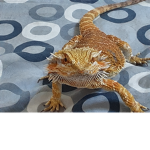 lizard army go