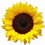 Sunflower honey squad