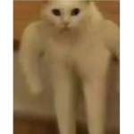 emori's cats