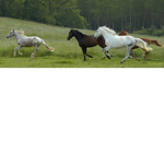 -+-Blue Boss Riding Academy-+-
