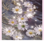 sofia’s blossoms