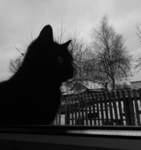 ____- -Reign of Shadows- -____
