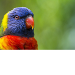 BIRD industries