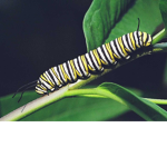 Caterpillar fan club!