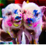 ~The Piglet Club~