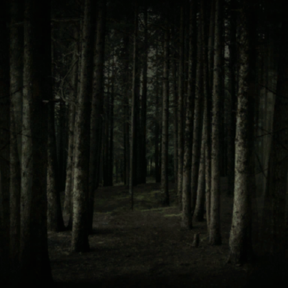 The woodlands