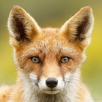 Mr. Fox's Fury Companions