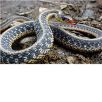 Amazing Reptiles