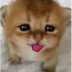 cat store!
