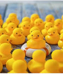 1 billion baby ducks