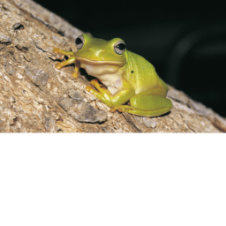 Johnathan The Frog Praising Tycoon And Dog Funeral