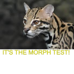 (RUNNING!) Ocelot0108's Morph Test