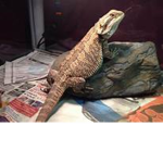 Shadow- Jarry The bearded dragon give aways