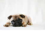 Adoptmedivas