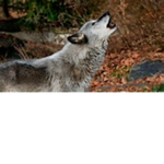 Wolf~Project