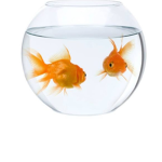 The Fishy bowl