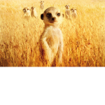 ~ The Meerkats ~