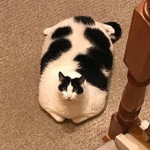 Who loves kitty's giveaway to cats in adopt me