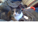 Catto Fans