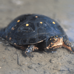 TURTLES = GOOD