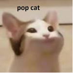 The CIA of cats