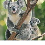 Koala_Official_Squad