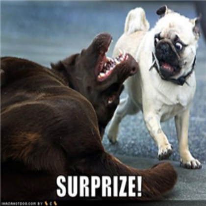 funny pug Roblox decal