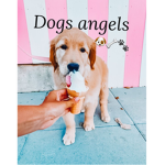 - dogs angels -