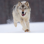Where the wolves roam
