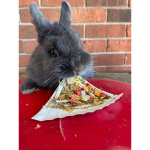 The Pizza Bunny Squad